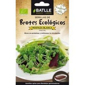 BROTES MOSTAZA BLANCA PARA GERMINAR